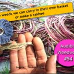 <b>Audible Weed Walk – ep.54 Edible weeds we can carry in their own basket or make a rakhee</b>