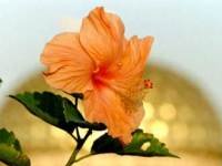 Photographer: | Auroville hibiscus