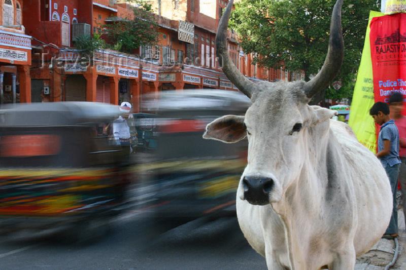 Photographer: | Indian cow