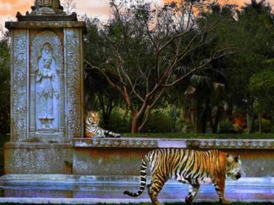 Photographer:World web | Tigers at Temple 
