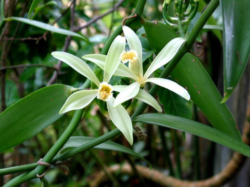 Photographer:World web | Vanilla Orchid 