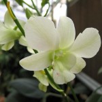 <b>Amazing Orchid</b>