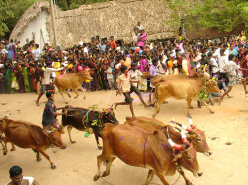 Photographer:Internet | Cows' race for Pongal 