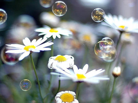 Photographer:web | Bubbles in Spring 