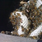 <b>Into the Bee Hive!</b>