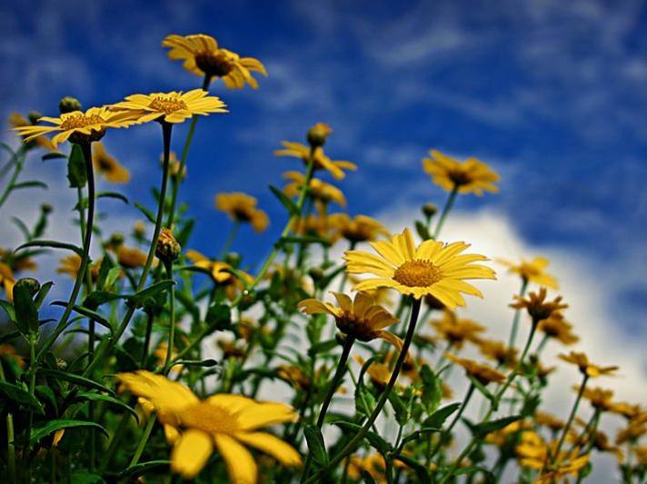 Photographer:web | Earth laughs in flowers 