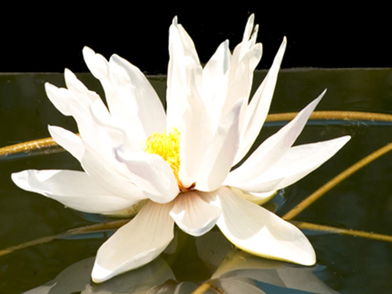 Photographer:web | Water Lilly 