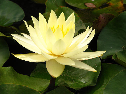 Photographer:web | Water Lilly 