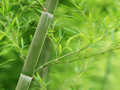 Photographer:google image | bamboo 