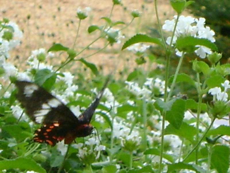 Photographer:Miriam | After This Morning Rain - all the butterflies came out