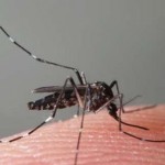 <b>Aedes Albopicus</b>