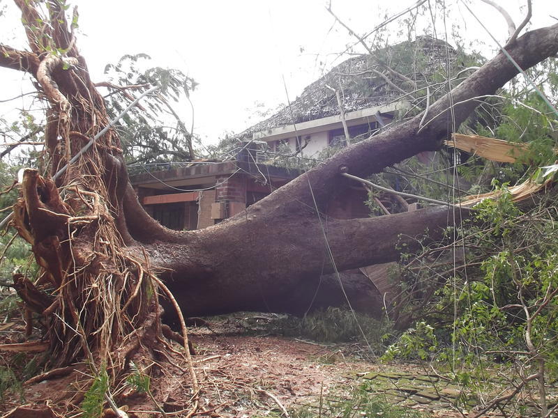 Photographer:Jean Christoph | Big trees were uprooted by winds blowing at 140 km/h 