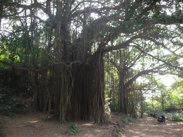 Photographer:Hans Beuken | Holy tree in Arambol, Goa