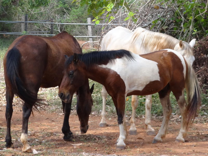 Photographer:Jorren | Horses at Deashakti Spotrs Ground 
