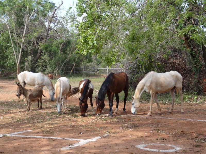 Photographer:Jorren | Horses at Deashakti Spotrs Ground
