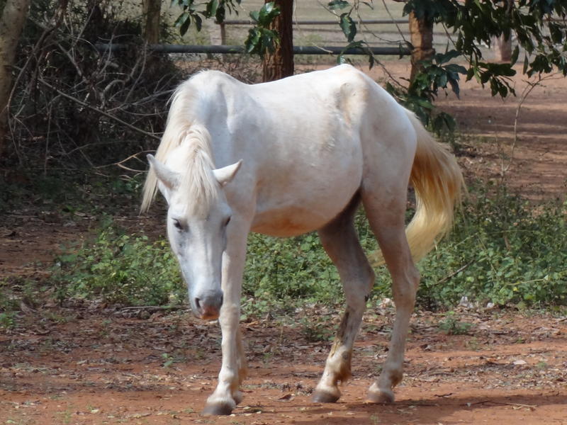 Photographer:Jorren | Horses at Deashakti Spotrs Ground