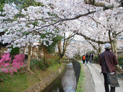 Photographer:web | The Philosopher Path in Kyoto - Cherry Trees Blossoming