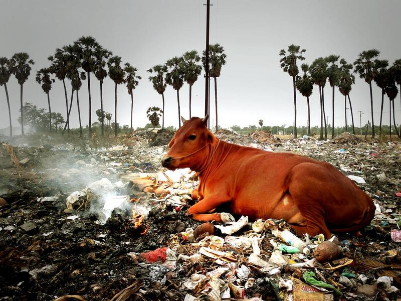 Photographer:web | Karuvadikkupam  - Pondicherrry dump site