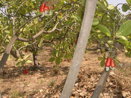 Photographer:web | Auroannam Farm cashew trees