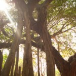 <b>Banyan Tree Meditation, GM</b>