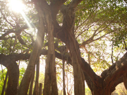Photographer:web | Banyan Tree at Matrimandir 