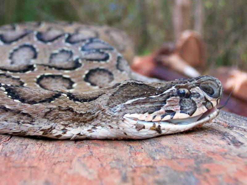 Photographer:SEDAB team | Local venomous snake