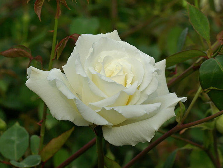 Photographer:http://www.blossomlikeaflower.com | Integral Love for the Divine (Rosa)