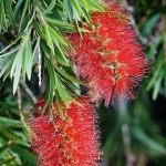 Joy of Vegetal Nature in Answer to the New Light (Callistemon)