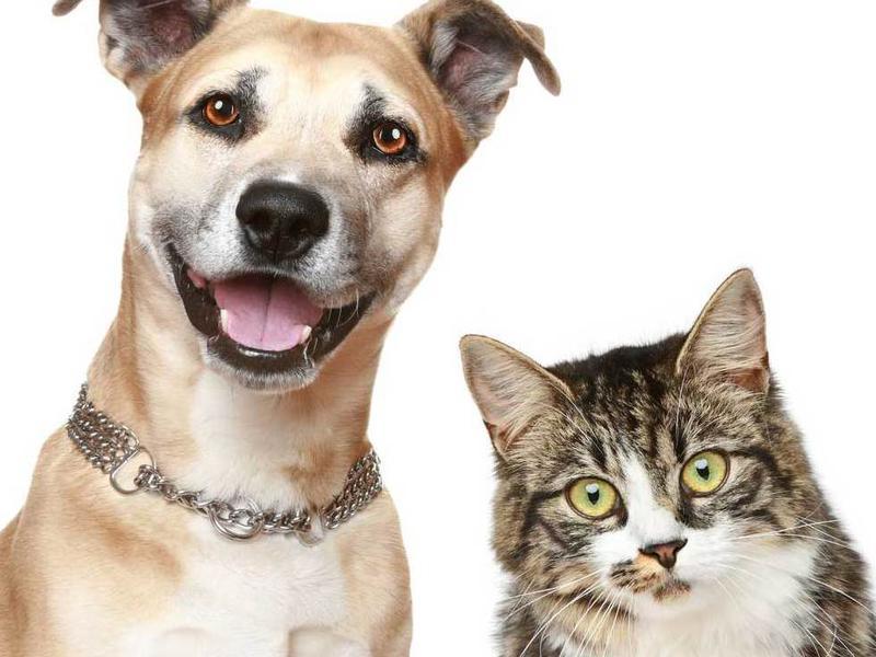 Photographer:Courtesty the web: | Happy Dog and Cat