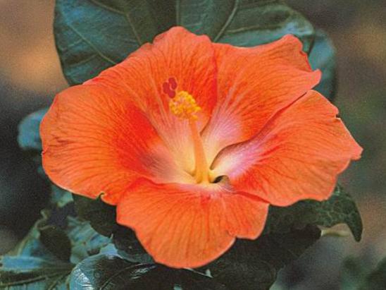 Photographer:http://www.blossomlikeaflower.com/ | Beauty of Tomorrow Manifesting the Divine (Hibiscus rosa-sinensis)