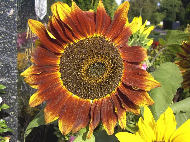 Photographer:http://www.blossomlikeaflower.com | Supramental Artistic Genius (Helianthus- Sunflower)