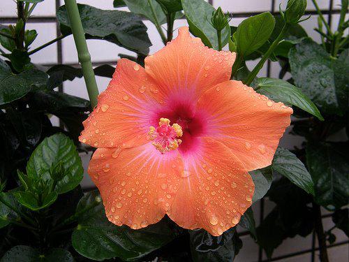 Photographer:www.blossomlikeaflower.com | Beauty of Supramental love -Flower of Auroville. (Hibiscus rosa-sinensis)