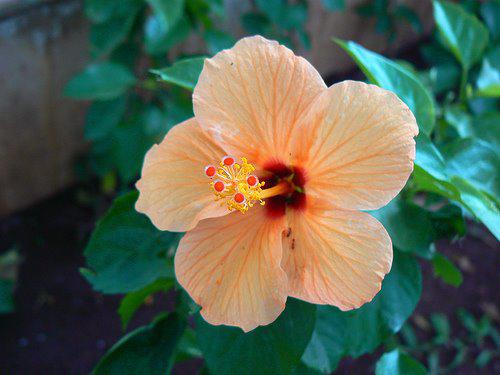 Photographer:www.blossomlikeaflower.com | Supramental Beauty in the Physical (Hibiscus rosa-sinensis)