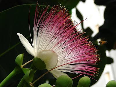Photographer:www.blossomlikeaflower.com (Courtesy: Bahamutzero) | Supramental Action (Barringtonia asiatica)