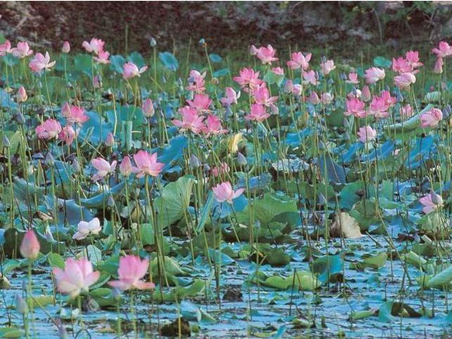 Photographer:Courtesy: flowers.org | Lotus pond