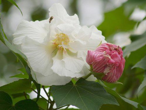 Photographer:www.blossomlikeaflower.com | The Divine Grace (Hibiscus mutabilis or Cotton Rose)