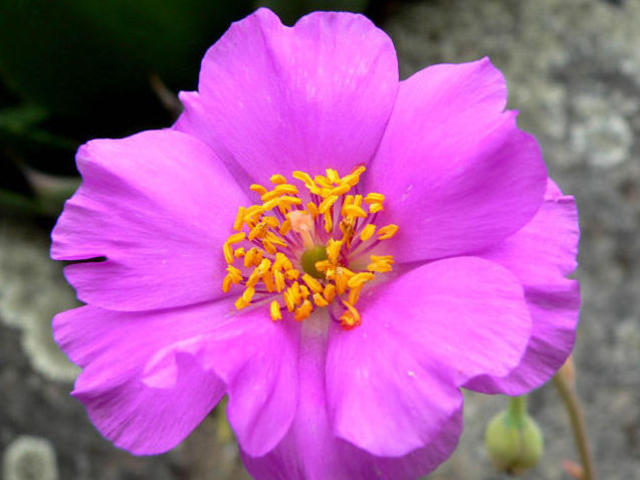 Photographer:www.blossomlikeaflower.com | Material Power to Heal (Calandrinia grandiflora)