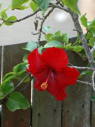 Photographer:www.blossomlikeaflower.com | Power of Action (Hibiscus rosa-sinensis)