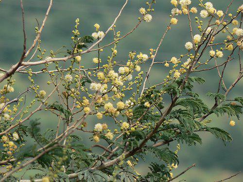 Photographer:www.blossomlikeaflower.com | Knowledge of Details (Acacia leucophloea)