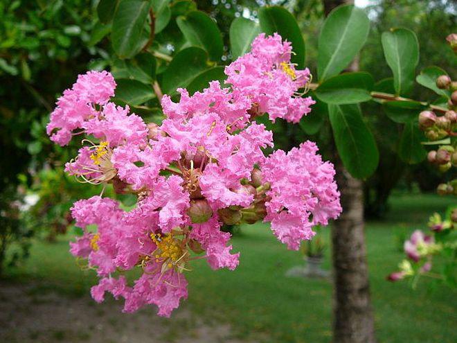 Photographer:www.blossomlikeaflower.com | Intimacy with the Divine in the Psychic (Lagerstroemia indica