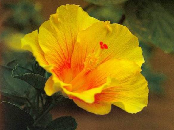 Photographer:www.blossomlikeaflower.com | Progress of the New Creation (Progress of Auroville) Hibiscus