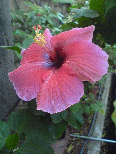 Photographer:www.blossomlikeaflower.com | Ideal of the New Creation (Ideal of Auroville) Hibiscus
