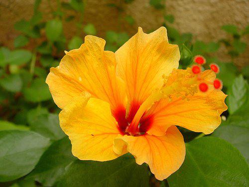 Photographer:http://www.blossomlikeaflower.com | Beauty of Supramental Youth (Hibiscus rosa-sinensis)