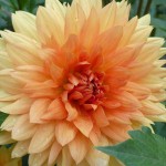 Supramentalised Mental Dignity (Dahlia)