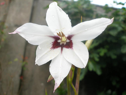 Photographer:www.blossomlikeaflower.com | The Vitals Possibility of Perfection (Gladiolus callianthus)