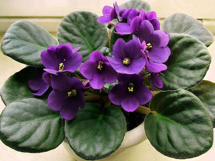 Photographer:www.blossomlikeaflower.com | Correct Movements in the Vital (Saintpaulia ionantha or African violet)