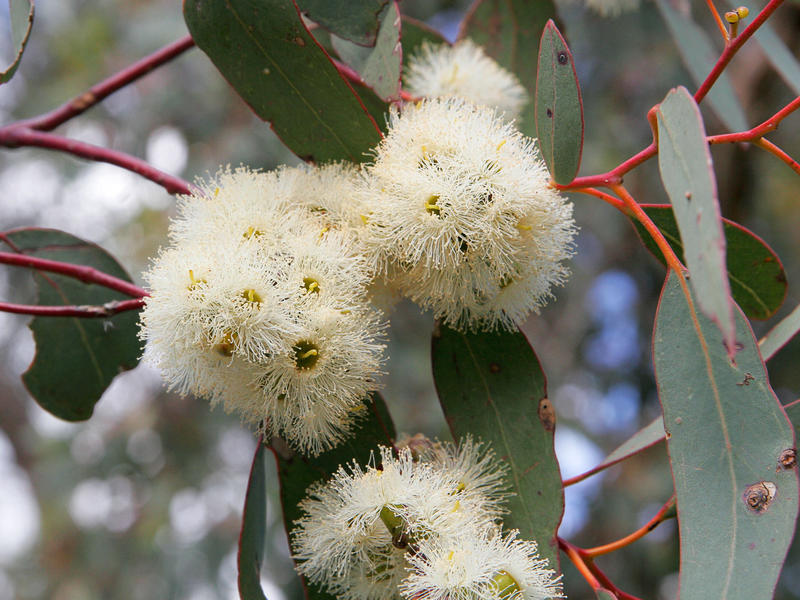 Photographer:www.blossomlikeaflower.com | Abolition of the Ego (Eucalyptus)