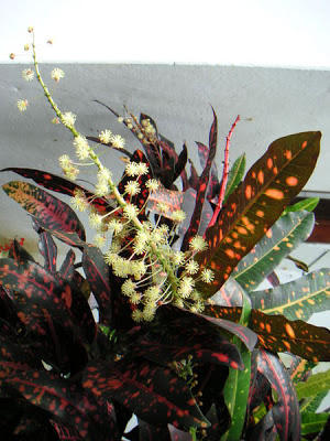 Photographer:www.blossomlikeaflower.com | Power to Reject Adverse Suggestions (Codiaeum variegatum)