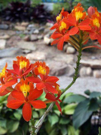 Photographer:www.blossomlikeaflower.com | Attachment of the Cells to the Divine (Epidendrum X obrienianum)