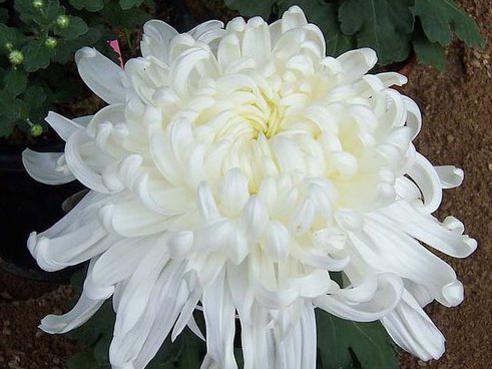 Photographer:www.blossomlikeaflower.com | Purified Dynamic Life Energy (Chrysanthemum Xmorifolium)